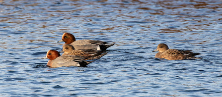 four wigeon float atop the water, they have pale grey bodies, black head and tail