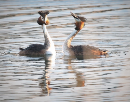 Two great crested grebes swimming in the water together