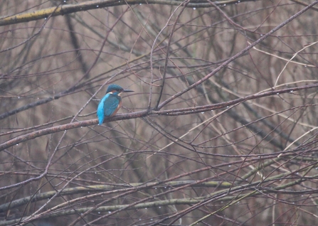 a kingfisher with a bright blue back and orange chest sits atop a branch