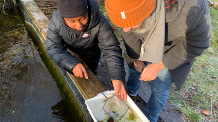 Young person pond dipping with a Nature in Mind leader, leaning over a small pond at Walthamstow Wetlands and looking at creatures in a white plastic trough.
