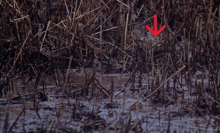 A hidden snipe with a red arrow pointing to its location amongst the vegetation
