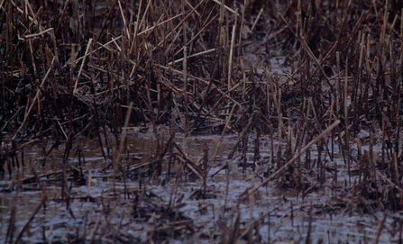 A boggy area of a river filled with stems of dry vegetation