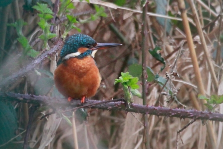 a kingfisher with a bright blue back and orange chest sits atop a branch