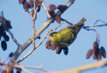 a bright yellow bird with black banding on its tail clung to a branch with tiny brown cones