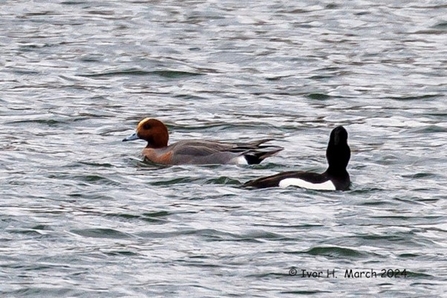 Two wigeon swims across a body of water