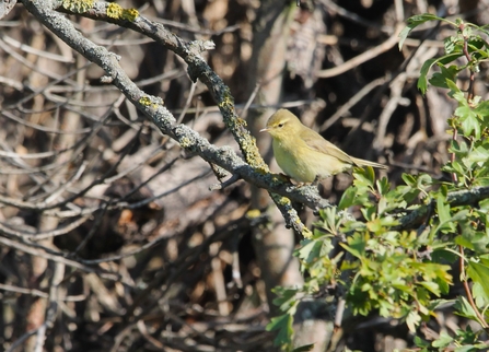 a bright yellow bird with black banding on its tail clung to a branch 