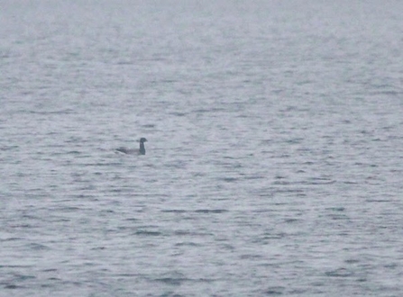 a brent goose obscured by mist floating in the water