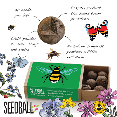 a diagram of how a seedball works with an image of a match box with small seedballs inside