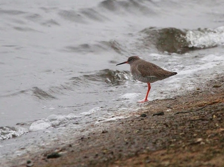 a redshank with long legs and pale brown body stood in the shoreline