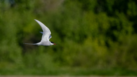 an artic tern swoops with vegetation in the background