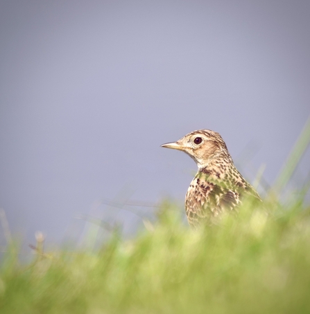 a skylark perches with mottled brown feathers amongst grass
