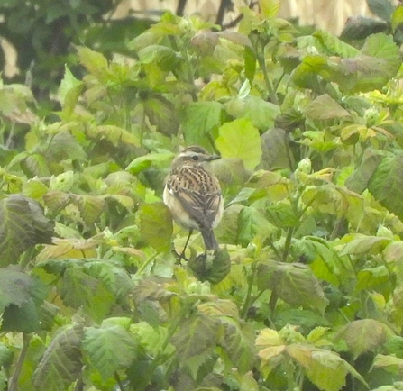 a brown feather bird with white belly stands atop a bush