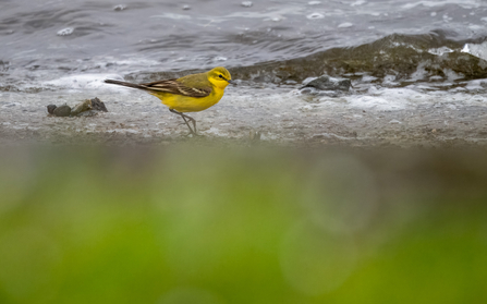 a bright yellow bird with black banding on its tail stood in the shoreline of water