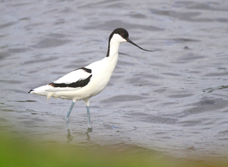 a white bird with a long white neck and legs, and scooping thin beak stands in the water