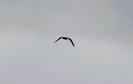 a bird flies through the sky with its wings outstretched