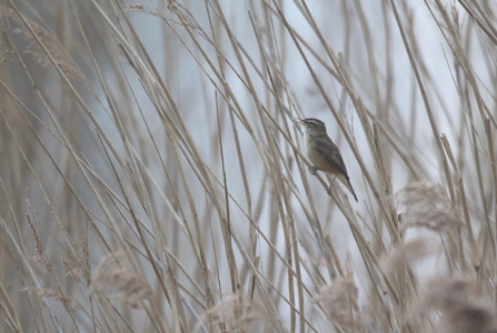 a small brown bird sat atop a reed
