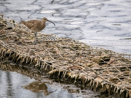 a brown feathered  bird with long beak stood on a plinth in water