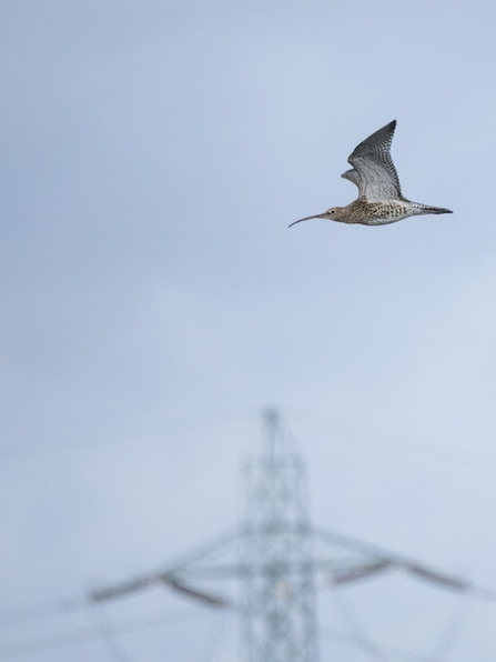 a bird with a long beak and outstretched wings swooping through the sky