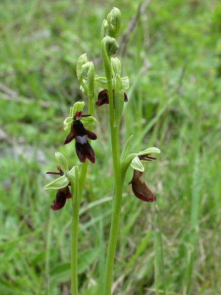 ly Orchid (Ophrys insectifera), a species of orchid that resembles a fly in appearance. The flower's unique shape and coloration, which mimic the appearance of a fly, are an adaptation to attract specific pollinators. The plant is green with dark, fly-shaped flowers that have deep burgundy petals and sepals. The surrounding environment is a natural grassy area, indicating that this orchid is likely found in a wild habitat, such as a meadow or woodland edge.