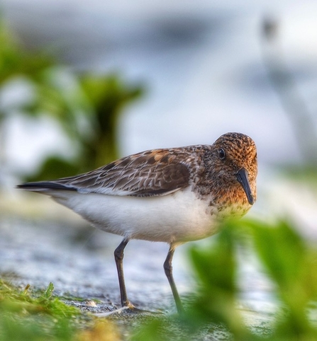 The bird has a brownish upper body with intricate feather patterns and a white underbelly. It stands on slender legs, and its pointed beak is slightly curved downwards. The background is blurred, showcasing green vegetation, indicating that the bird is in its natural habitat, possibly near a wetland or shoreline.