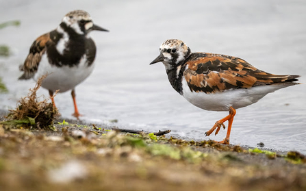 One bird is in the foreground, walking along the shoreline, displaying its distinctive black, white, and brown plumage with bright orange legs. The other bird is slightly blurred in the background, standing on the shore. The setting includes a mix of sand, pebbles, and some green vegetation.