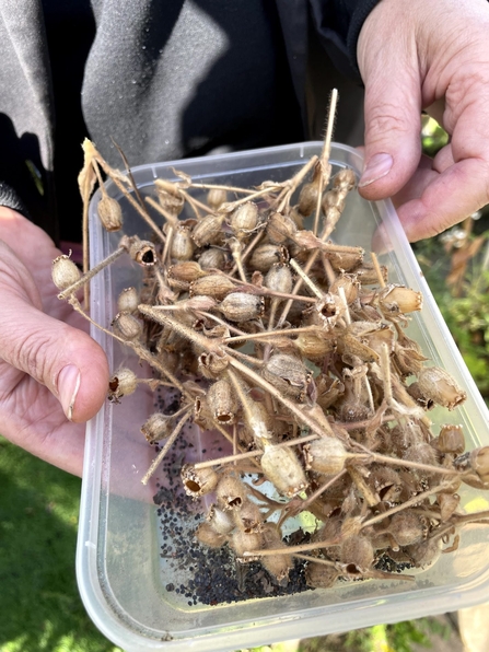 a tray of dried poppy heads and loose seeds at the bottom