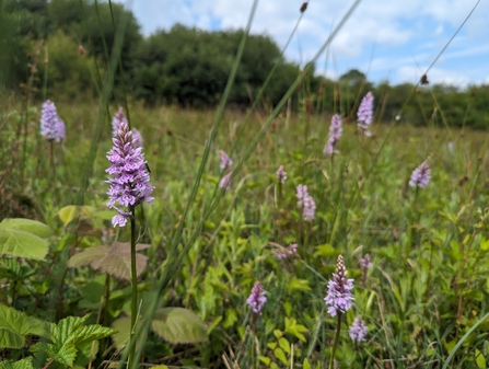 Yeading Brook Meadows flowers