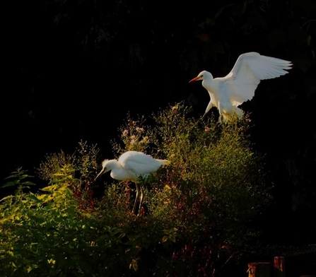 two cattle egret stand on a bank of vegetation