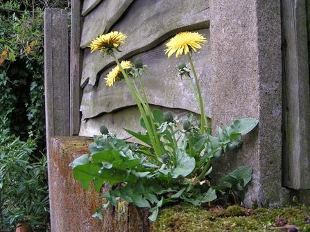 A dandelion growing on a wall