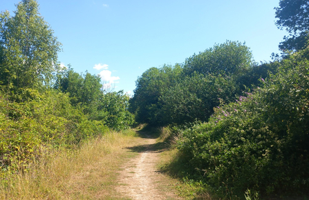 Braeburn Park trail, with trees lining the edges