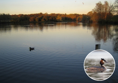 Hainault Forest country park with an image of a great crested grebe in a circle 