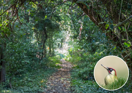 Uxbridge grove with an image of a green woodpecker in a circle 