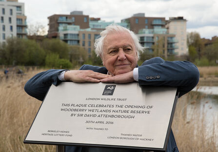 David Attenborough leaning on a plaque at Woodberry Wetlands