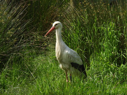 A white stork standing amongst green vegetation