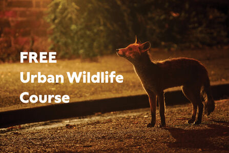A fox standing on a road, text reads FREE Urban Wildlife Course