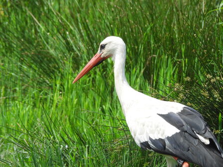 A white stork standing amongst green vegetation