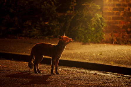 A fox standing on a lit street at night