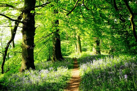 A narrow pathway through a woodland, with light streaming in. Bluebells can be seen either side of the path