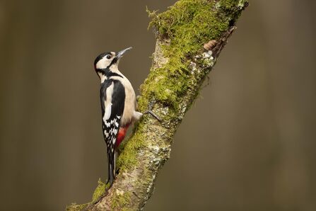 Great spotted woodpecker perched on a moss-covered tree branch