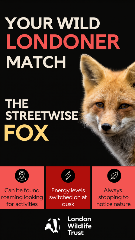 Streetwise fox