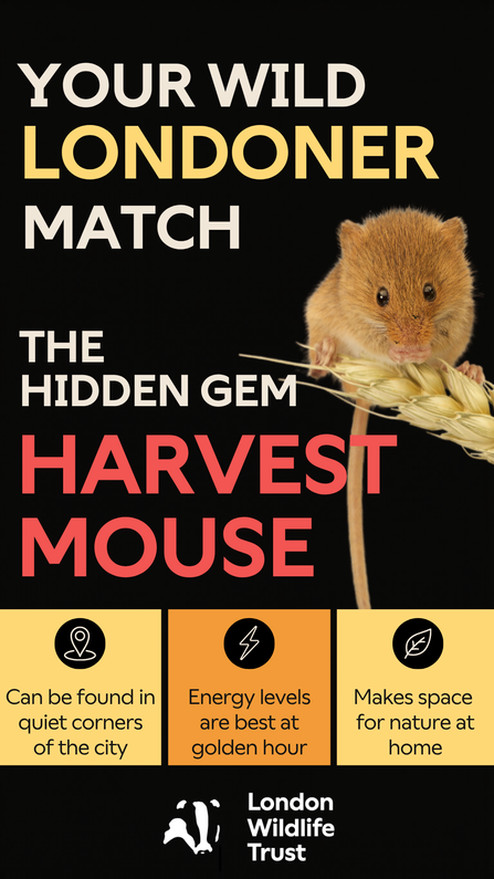 Hidden gem harvest mouse