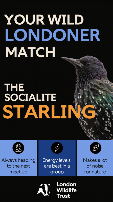 Socialite starling