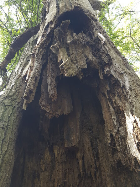 The inside of a tree trunk hollow which is rotting