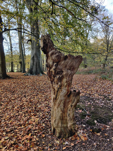 Standing deadwood in a woodland