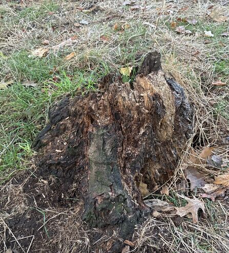 A decaying stump of a tree