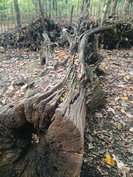 A piece of fallen deadwood lying on the woodland floor
