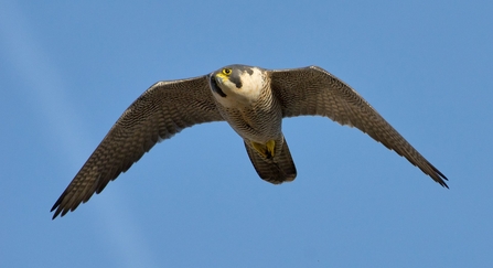 peregrine falcon