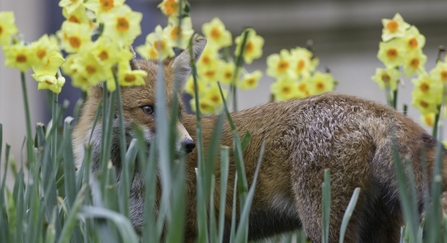 Young red fox amongst daffodils, urban park,