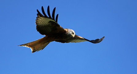 Red kite in flight