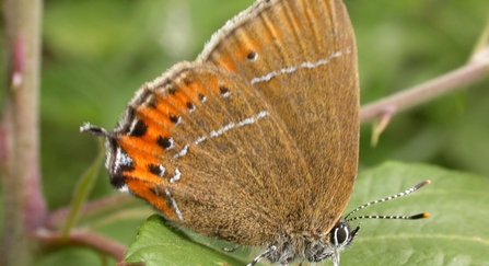 Black hairstreak